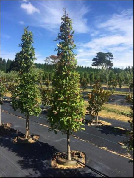 Nyssa Sylvatica (Black Tupelo Cones)