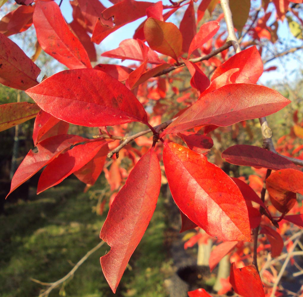 Nyssa Sylvatica (Black Tupelo Cones)