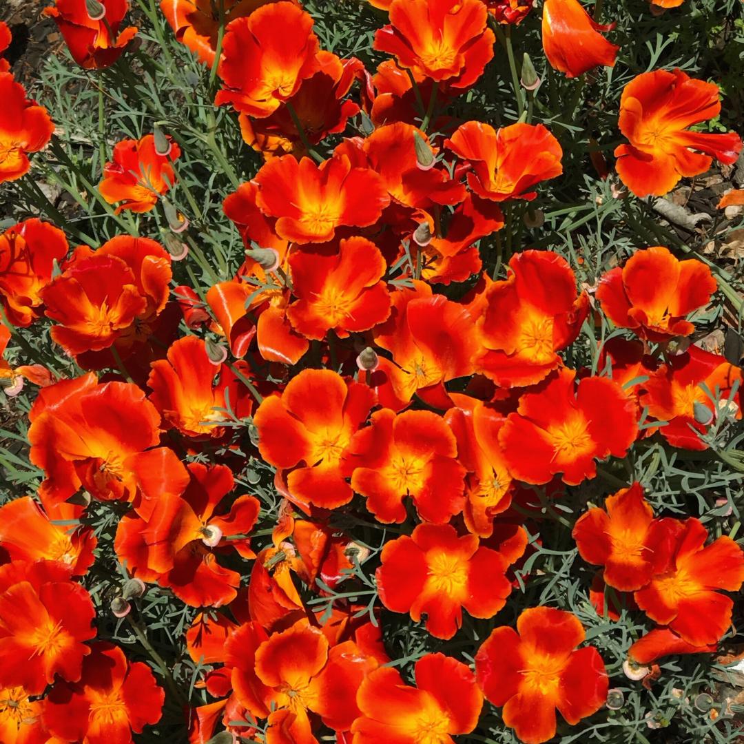 Eschscholzia Californica 'Red Chief' (California Poppy Red Chief)