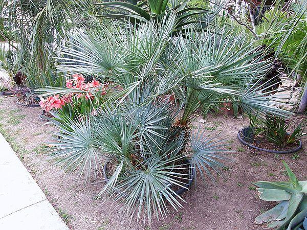 Chamaerops Humilis Var. Cerifera (Blue Mediterranean Fan Palm)