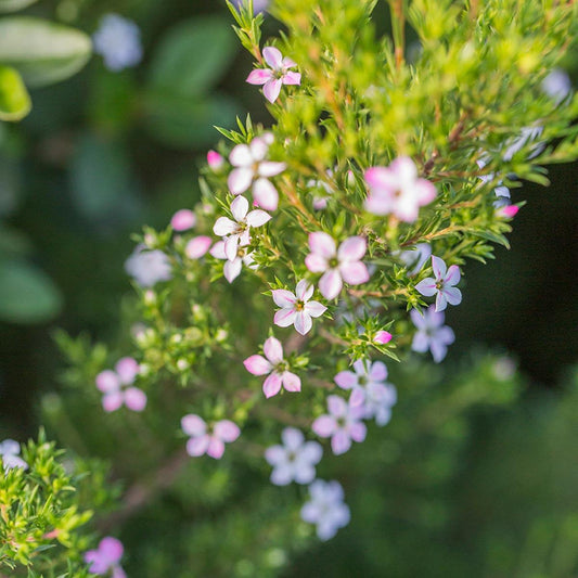 Coleonema Pulchellum ‘Dwarf Pink’ (Dwarf Pink Breath Of Heaven)