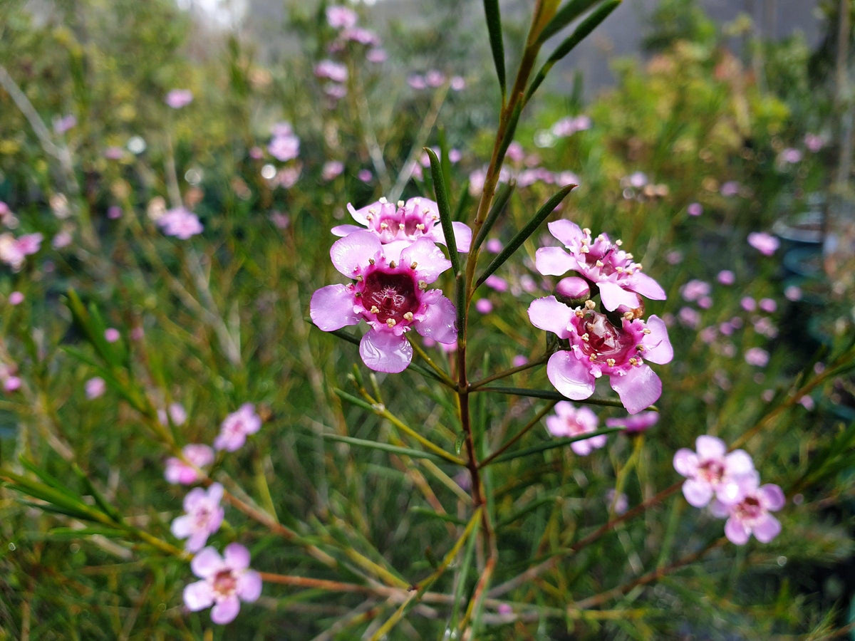 Chamelaucium ‘Jambinu Zest’ (Tucker Bush™ Geraldton Wax)