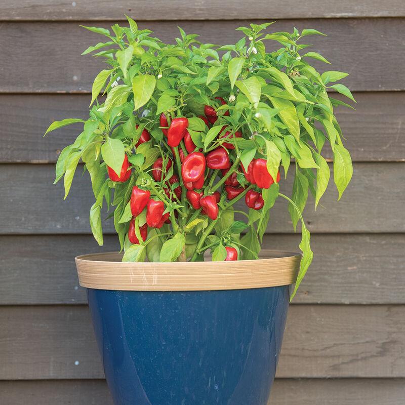 Capsicum annuum 'Snack Red' (Snack Red Capsicum)