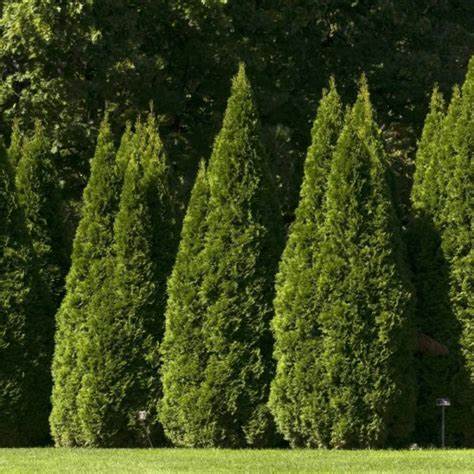 Thuja orientalis Shirls Supreme (Shirls Supreme Gold Biota)