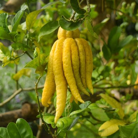 Citrus Medica Var. Sarcodactylis (Buddha’s Hand Lime)