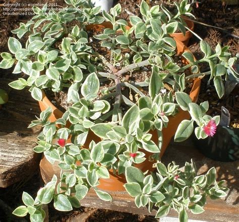 Dorotheanthus Bellidiformis ‘Mezoo’ (Mezoo Livingstone Daisy)