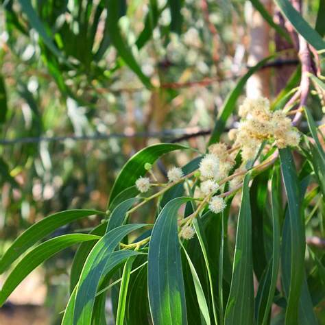 Acacia Implexa (Lightwood)