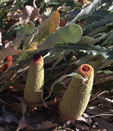 Banksia Petiolaris (Prostrate Banksia)