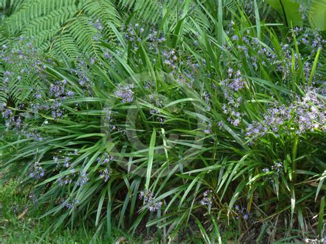 Dianella Longifolia (Pale Flax Lily)