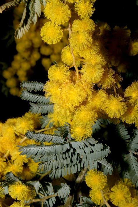 Acacia Parramattensis (Parramatta Wattle)