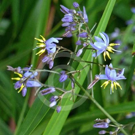 Dianella Longifolia (Pale Flax Lily)