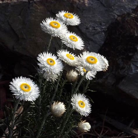 Chrysocephalum Baxteri (Fringed Everlasting)