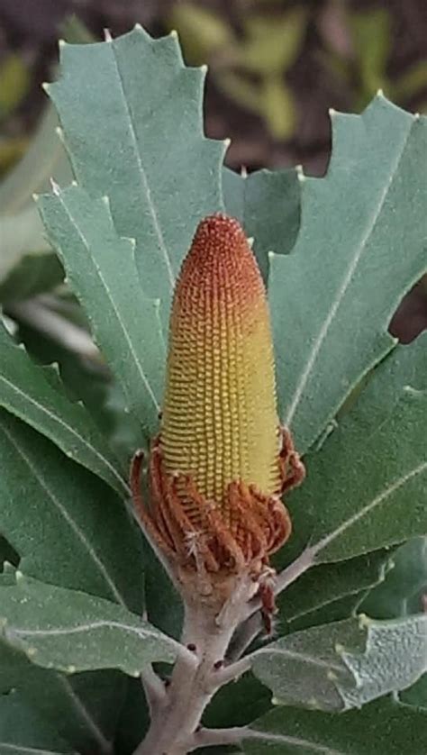 Banksia Praemorsa ‘Red Form’ (Red Cut-Leaf Banksia)