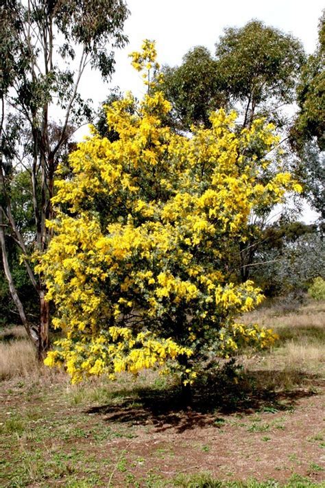 Acacia Parramattensis (Parramatta Wattle)
