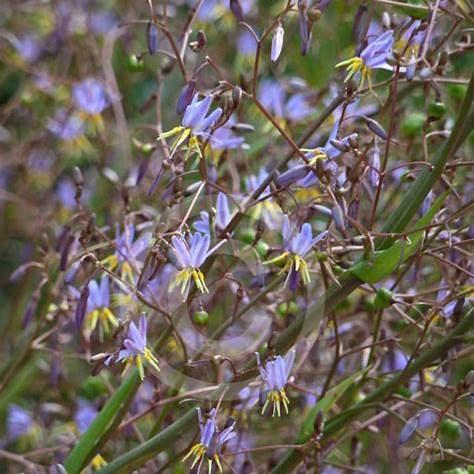 Dianella Longifolia (Pale Flax Lily)