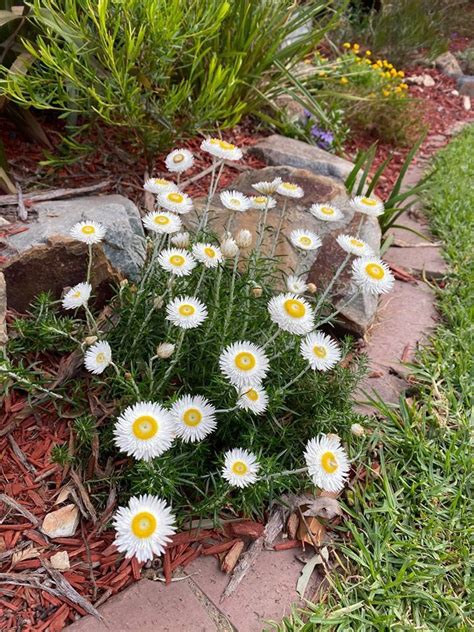 Chrysocephalum Baxteri (Fringed Everlasting)