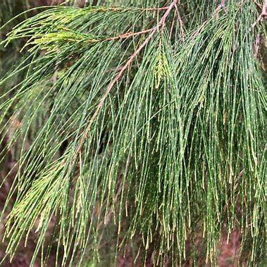 Allocasuarina torulosa (Forest Oak)