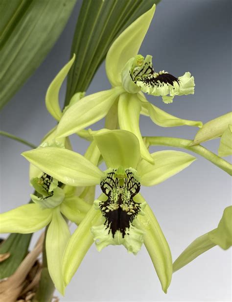 Coelogyne Pandurata (Black Orchid)