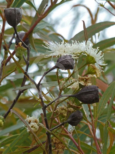 Angophora Bakeri (Narrow-Leaved Apple)