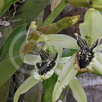Coelogyne Pandurata (Black Orchid)