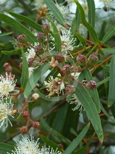 Angophora Bakeri (Narrow-Leaved Apple)