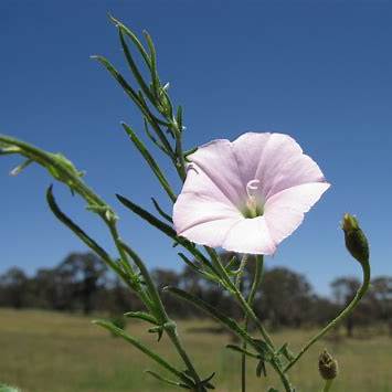 Convolvulus Angustissimus (Australian Bindweed)