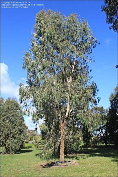 Eucalyptus Elata (River Peppermint)