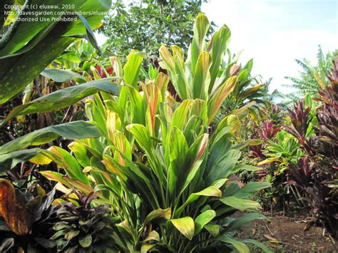 Cordyline Fruticosa ‘Hawaiian Flag’ (Hawaiian Flag Ti Plant)