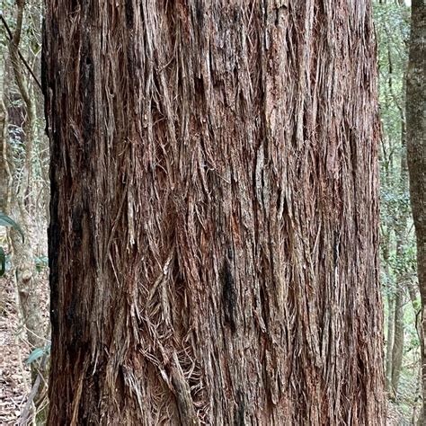 Eucalyptus Globoidea (White Stringybark)