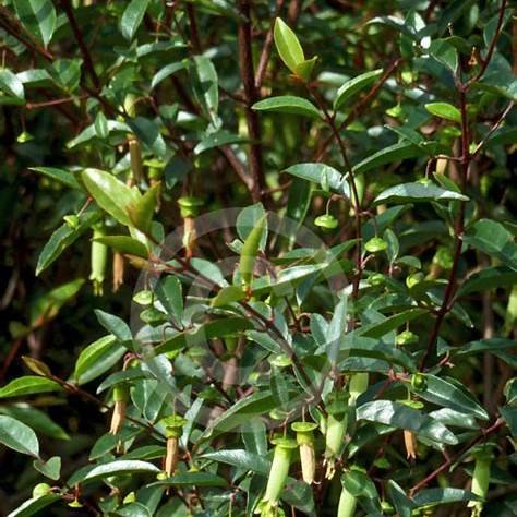Correa Baeuerlenii (Chef’s Cap Correa)