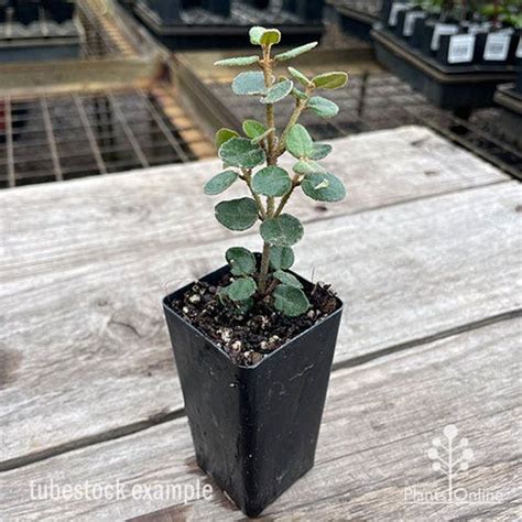 Correa ‘Mini Marion’ (Mini Marion Correa)