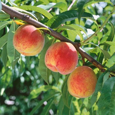 Prunus Persica ‘White Gold’ (White Gold Peach)