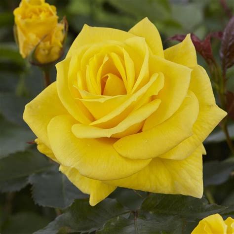 Rosa ‘Friesia’ (Friesia Floribunda Rose)
