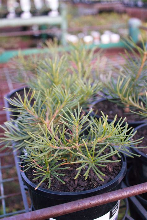 Banksia Spinulosa ‘Honeyeater Delight’ (Honeyeater Delight Banksia)