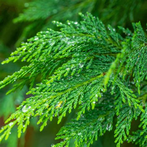 Cupressocyparis Leylandii (Leyland Cypress)