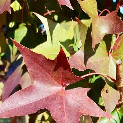 Acer Truncatum × Acer Platanoides ‘JFS-KW249’ (Ruby Sunset® Maple)