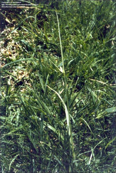 Carex Inversa (Knob Sedge)