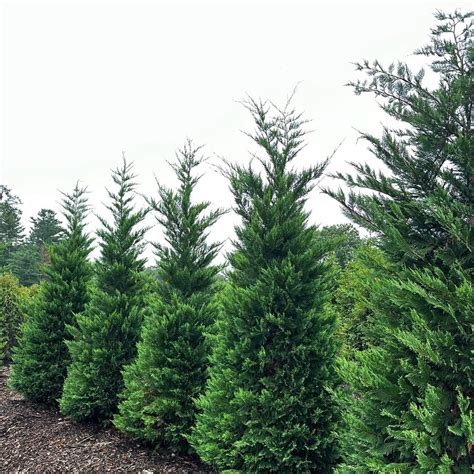 Cupressus × Leylandii (Leyland Cypress)