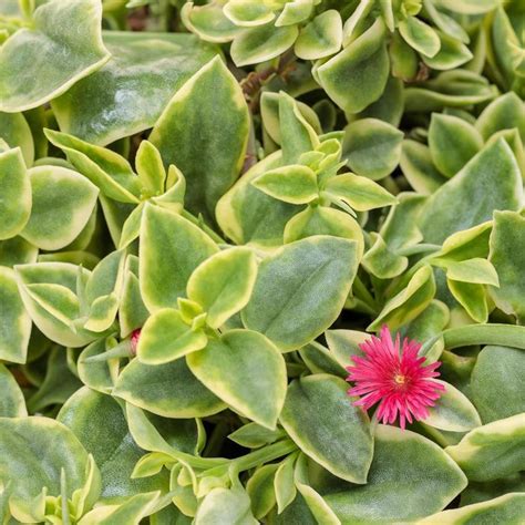 Dorotheanthus Bellidiformis ‘Mezoo’ (Mezoo Livingstone Daisy)
