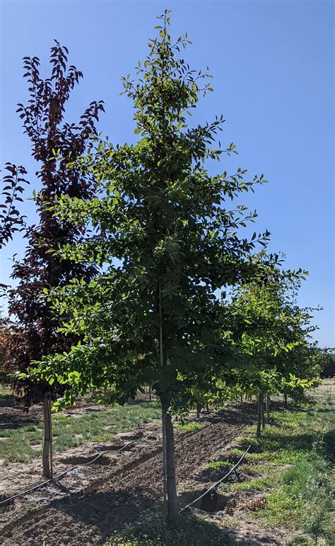 Nyssa Sylvatica (Black Tupelo Cones)