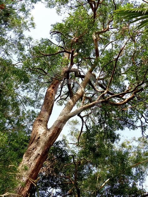 Eucalyptus Resinifera (Red Mahogany)
