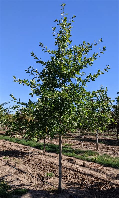 Nyssa Sylvatica (Black Tupelo Cones)
