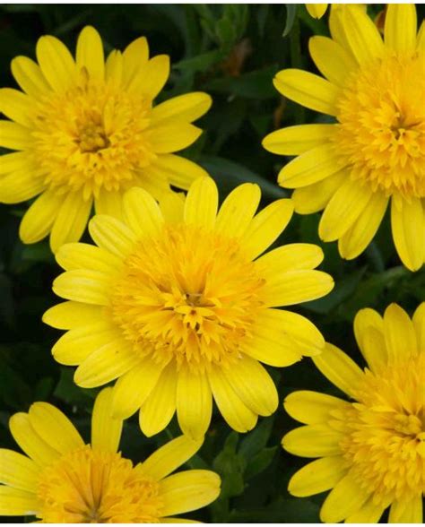 Osteospermum ‘3D Deep Sun’ (3D Deep Sun African Daisy)