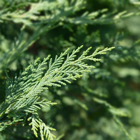 Cupressocyparis Leylandii (Leyland Cypress)