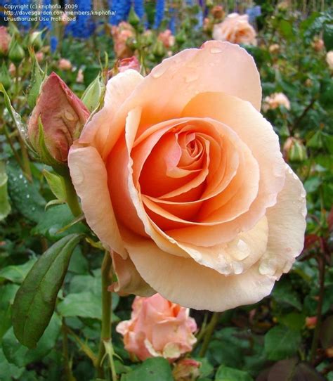 Rosa ‘Apricot Nectar’ (Floribunda Rose)