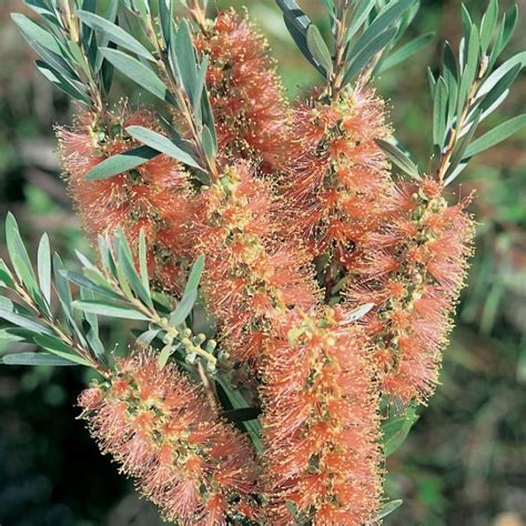 Callistemon Sieberi ‘Sugar Candy’ (Sugar Candy Bottlebrush)
