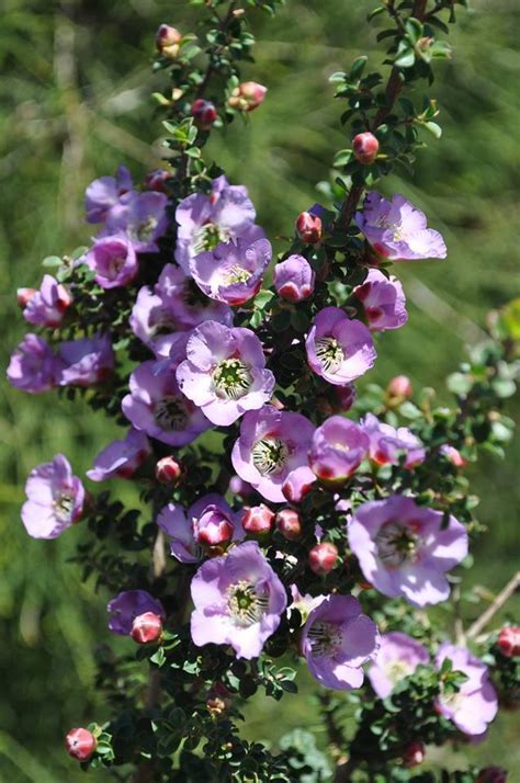 Leptospermum Rotundifolium ‘Lavender Queen’ (Lavender Queen Tea Tree)