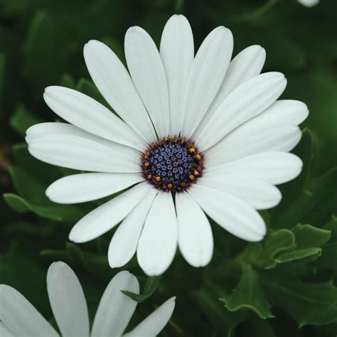 Osteospermum Ecklonis ‘Serenity White’ (Serenity White African Daisy)