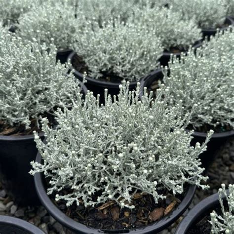 Leucophyta Brownii ‘Silver Nugget’ (Dwarf Cushion Bush)