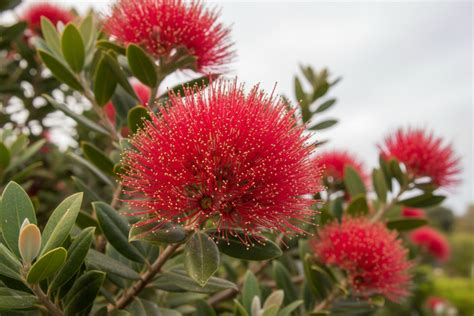 Metrosideros Excelsa ‘Nana’ (Dwarf Pohutukawa)